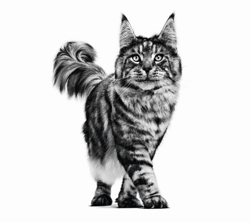 maine-coon-adult