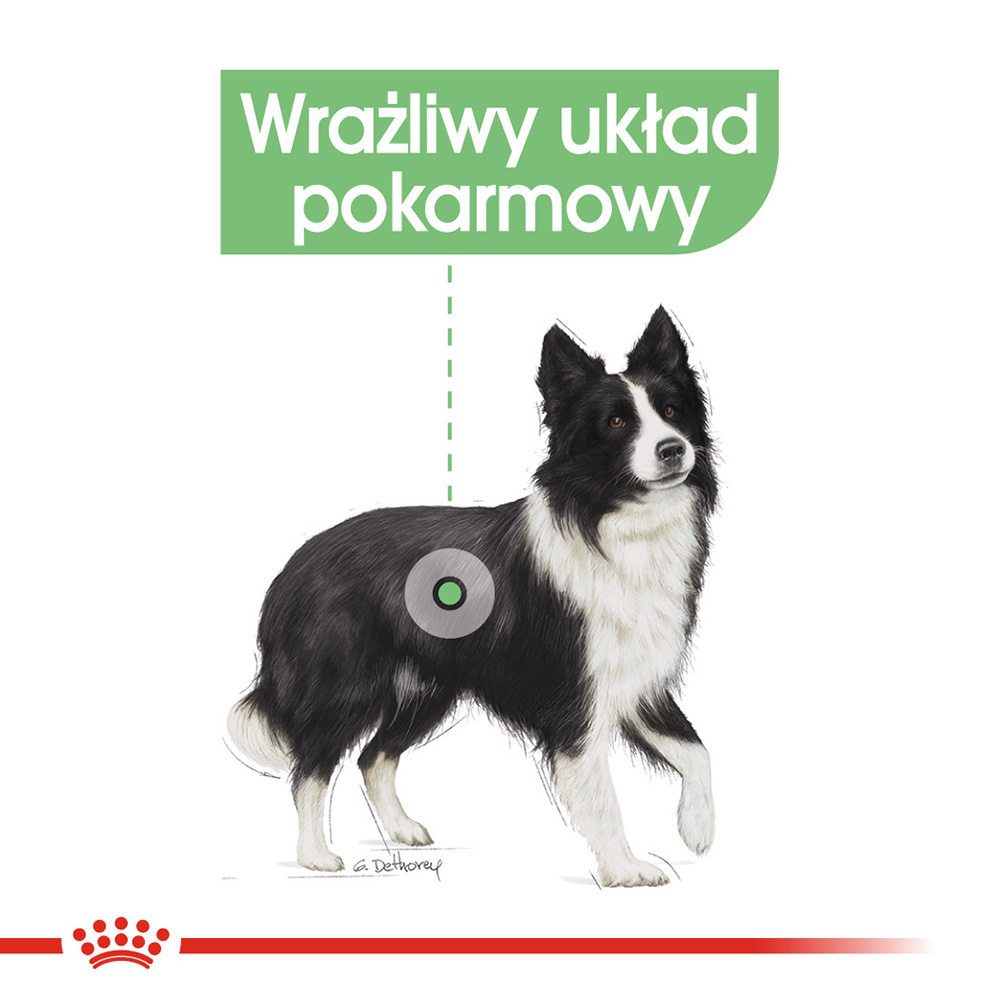 ROYAL CANIN® CCN Medium Digestive Care karma sucha dla psów dorosłych - Image 2