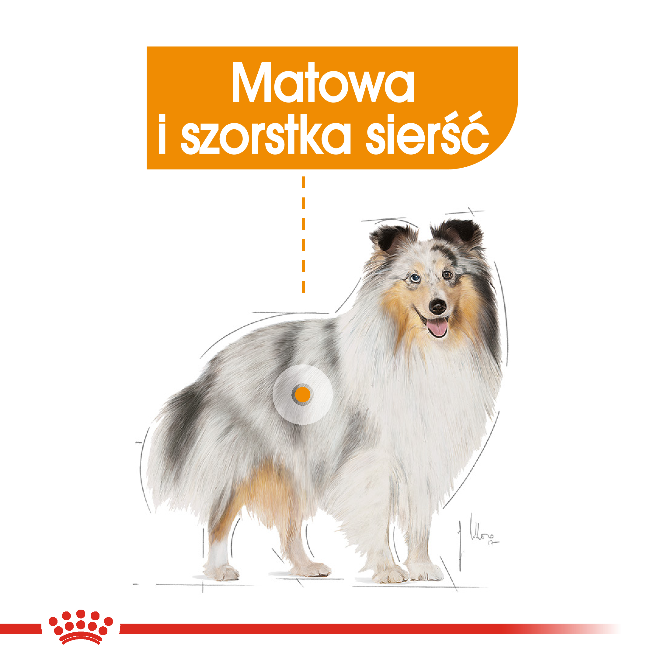 ROYAL CANIN® CCN Mini Coat Care karma sucha dla psów dorosłych 8 kg - Image 2